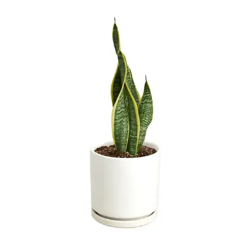 do snake plants like epsom salt
