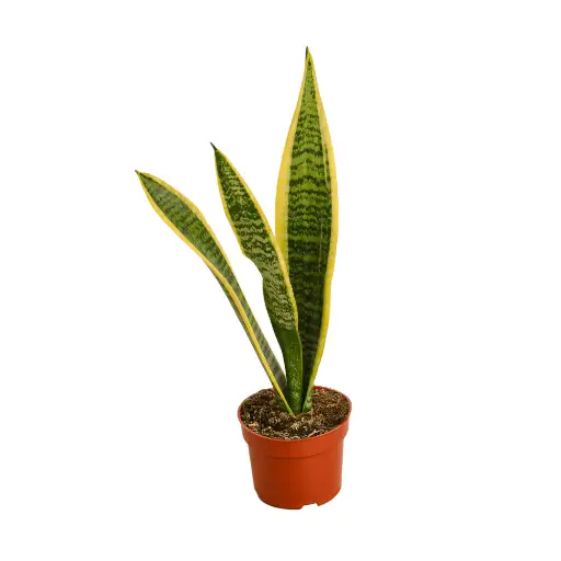 do snake plants like epsom salt