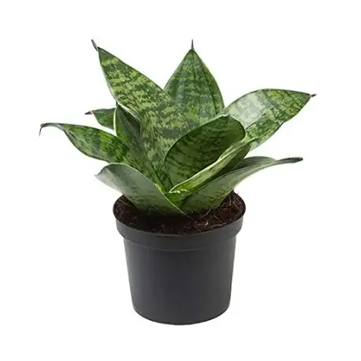 Do Snake Plants Like Epsom Salt? Discover the Benefits for Your Houseplant