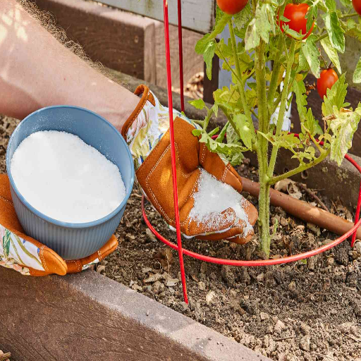 does epsom salt help plants