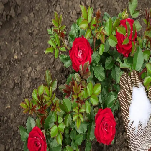 does epsom salt kill plants