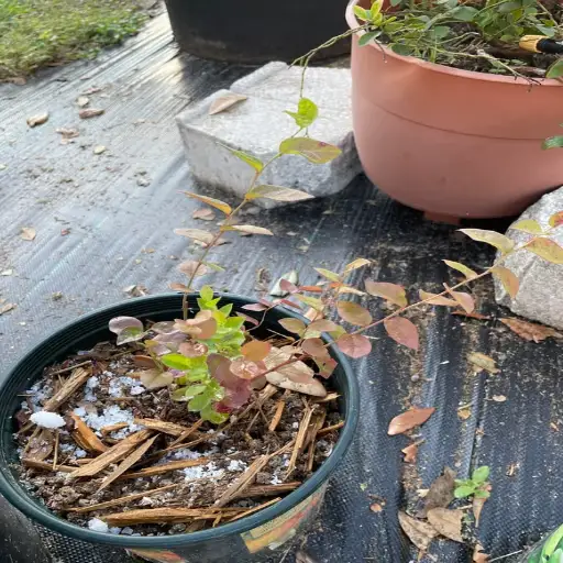 does epsom salt kill plants