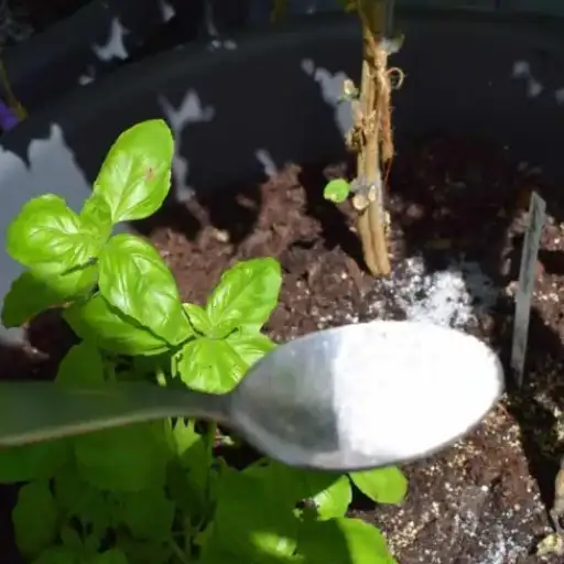 epsom salt and water for plants