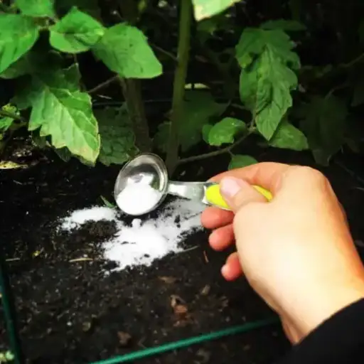 epsom salt and water for plants