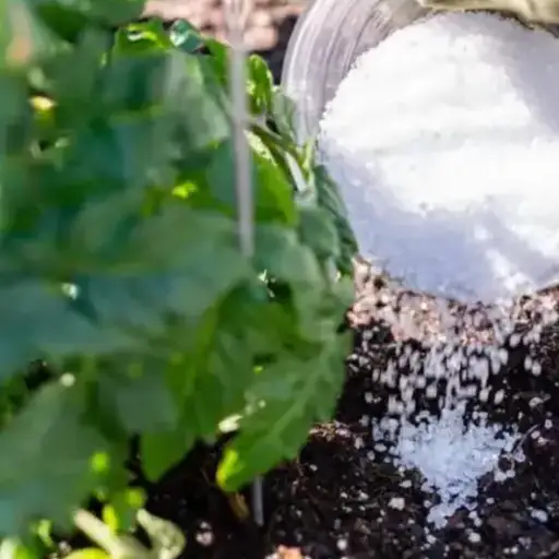 How to Use Epsom Salt for Plants: Enhance Growth and Solve Common Problems