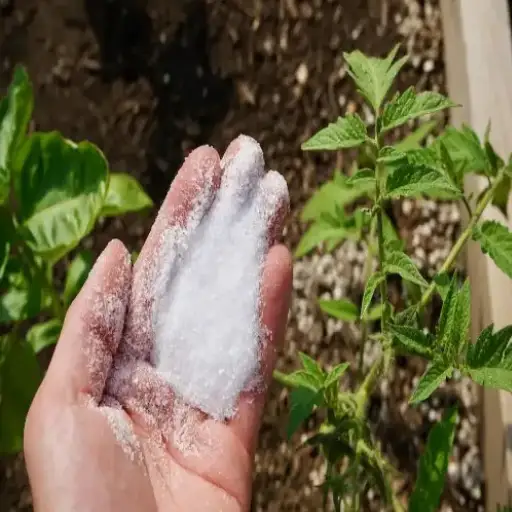 epsom salt for plants how to use