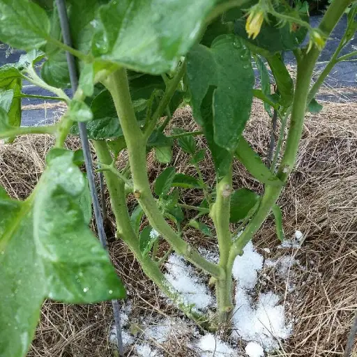 epsom salt for plants how to use