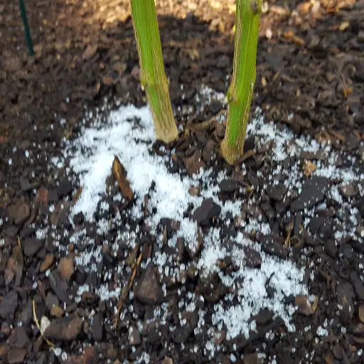 How to Use Epsom Salt for Tomatoes: Boost Your Garden's Health