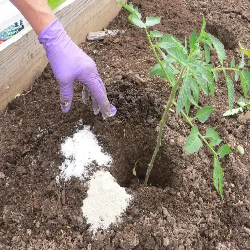 epsom salt for tomatoe plants
