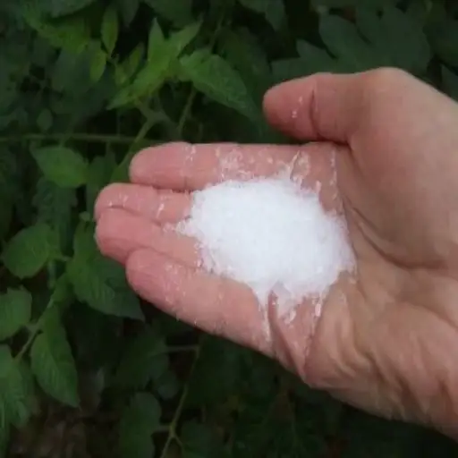epsom salt for tomatoe plants