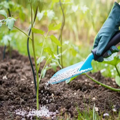 epsom salt for tomatoe plants