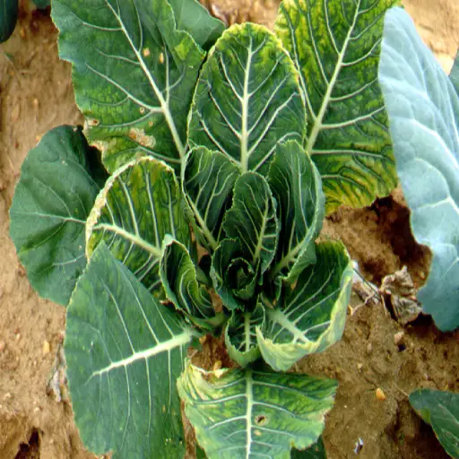 epsom salt for vegetable plants