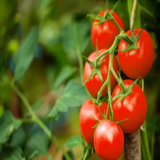 epsom salt for vegetable plants
