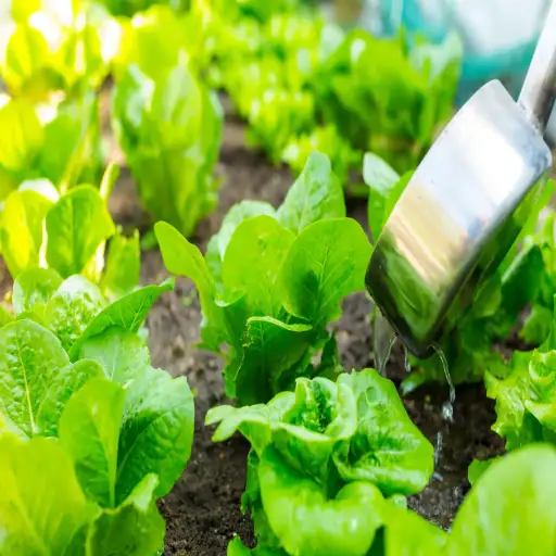 epsom salt for vegetable plants
