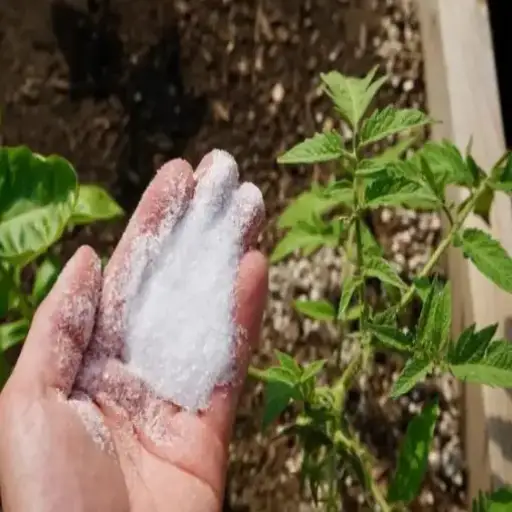 epsom salt good for all plants