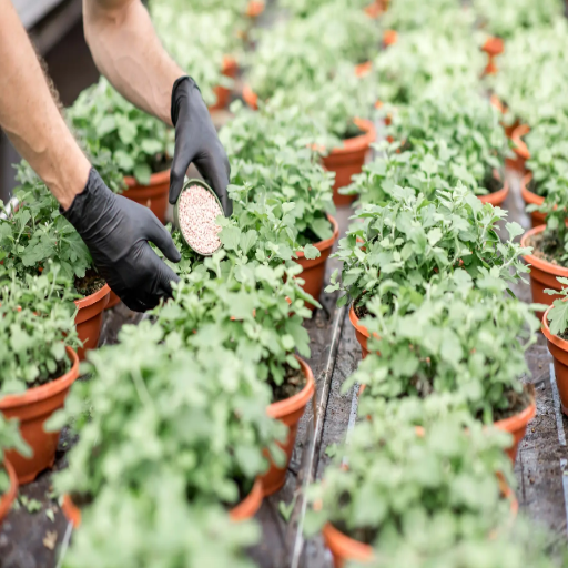 epsom salt in plants