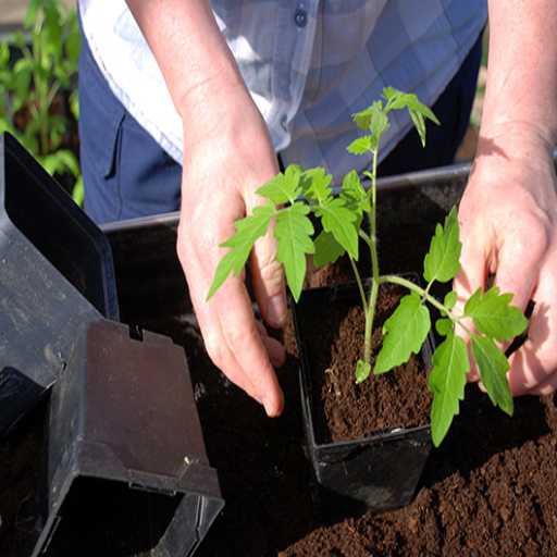epsom salt in plants