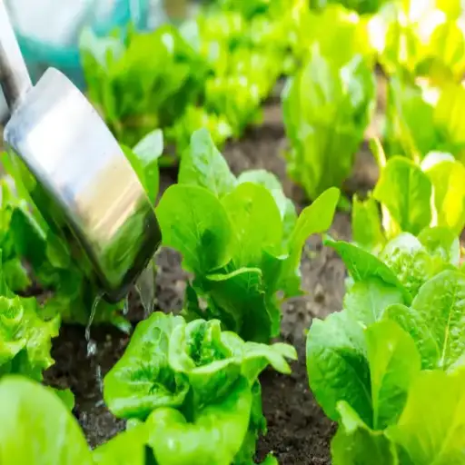 How to Use Epsom Salt for Gardening Success