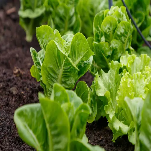 epsom salt on vegetable plants