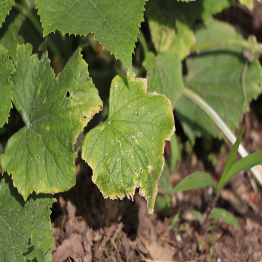 epsom salt on vegetable plants