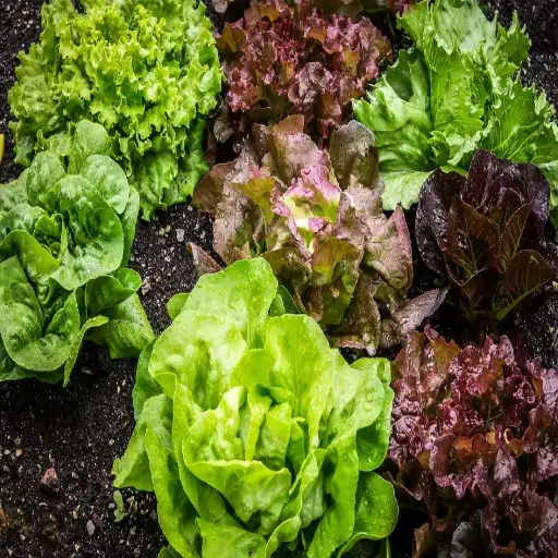 epsom salt on vegetable plants