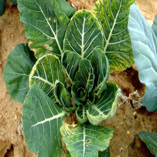 epsom salt on vegetable plants