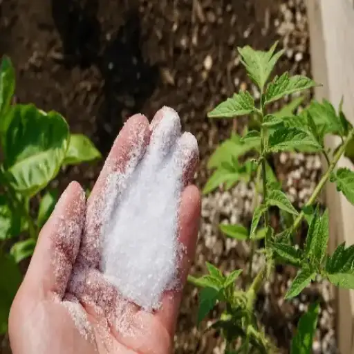 how much epsom salt to a gallon of water for plants