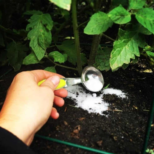 how much epsom salt to a gallon of water for plants