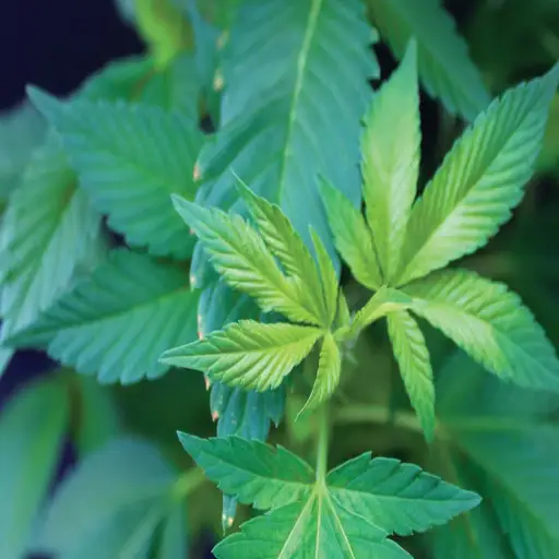 Is Epsom Salt the Secret to Healthy Cannabis Plants?