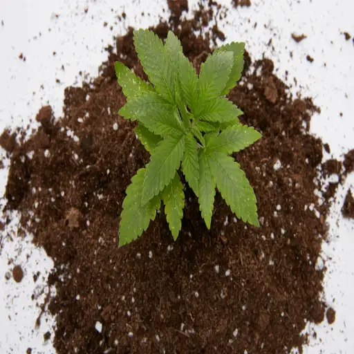 is epsom salt good for cannabis plants