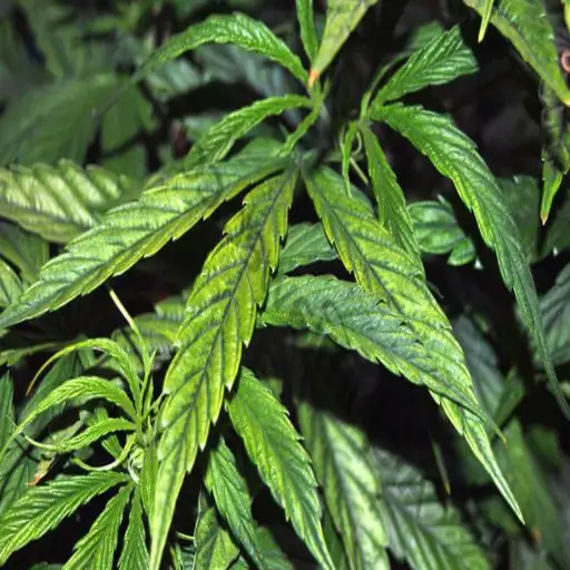 is epsom salt good for cannabis plants