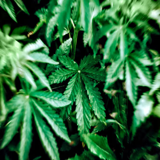 is epsom salt good for cannabis plants
