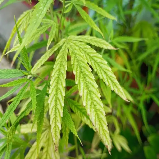 is epsom salt good for cannabis plants