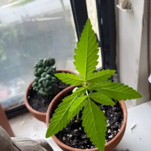 is epsom salt good for cannabis plants