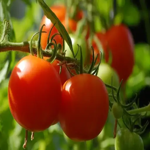 Is Epsom Salt the Secret to a Thriving Garden?