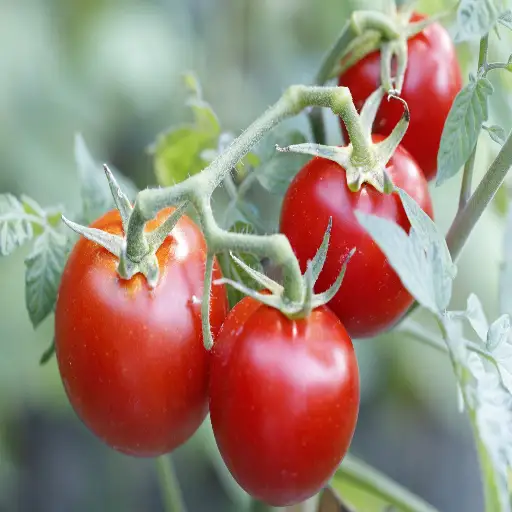 is epsom salt good for vegetable plants