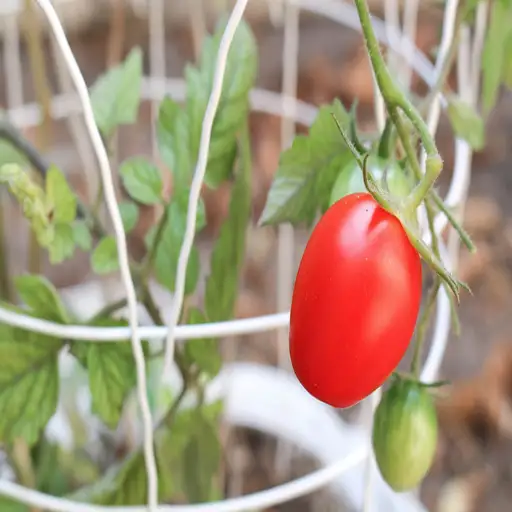 is epsom salt good for vegetable plants