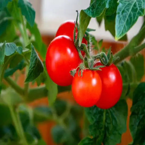 is epsom salt good for vegetable plants
