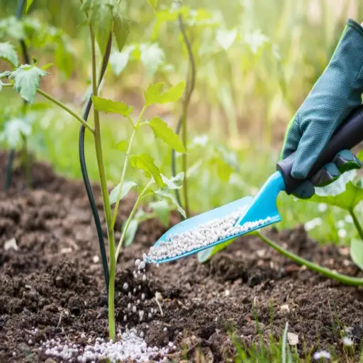 is epsom salt good for vegetable plants