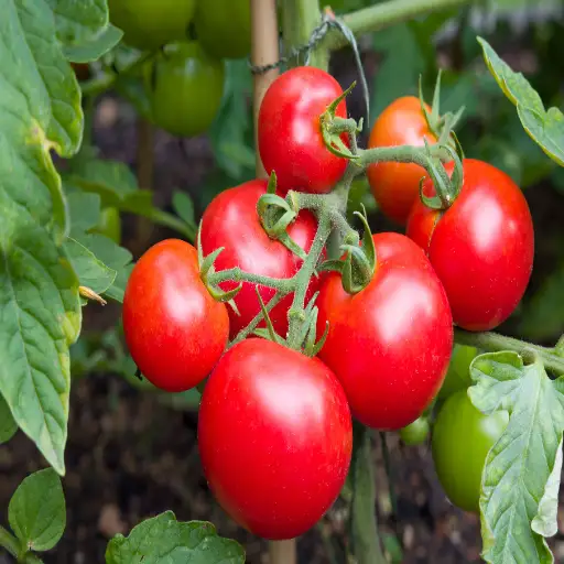 is epsom salt good for vegetable plants