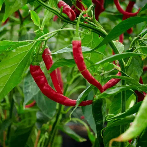 Epsom Salt: Boosting Growth and Health of Pepper Plants