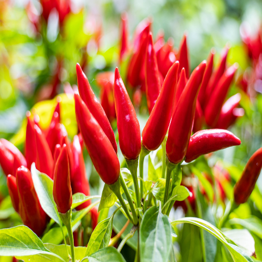 pepper plants epsom salt