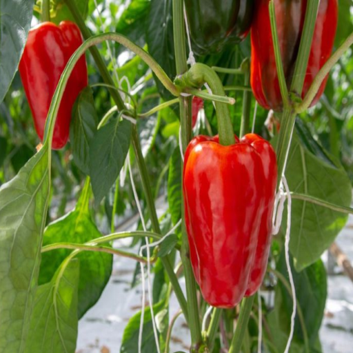 pepper plants epsom salt