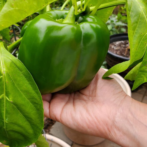 pepper plants epsom salt