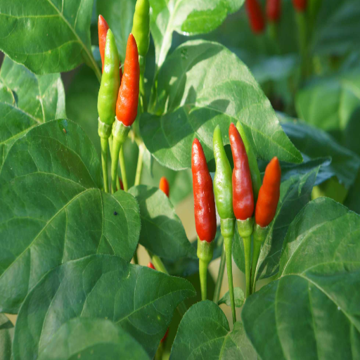 pepper plants epsom salt