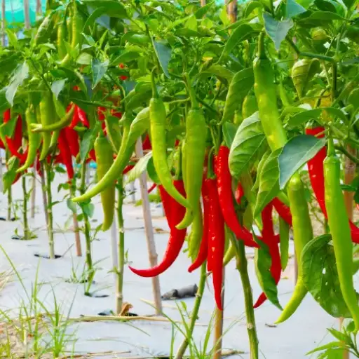 pepper plants epsom salt
