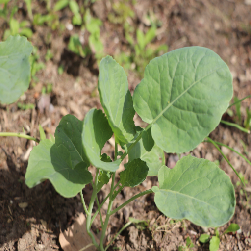 plants that like epsom salt