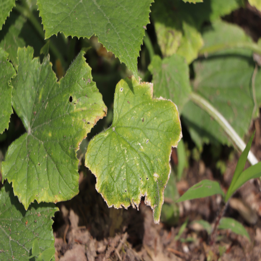 plants that like epsom salt