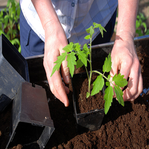plants that like epsom salt