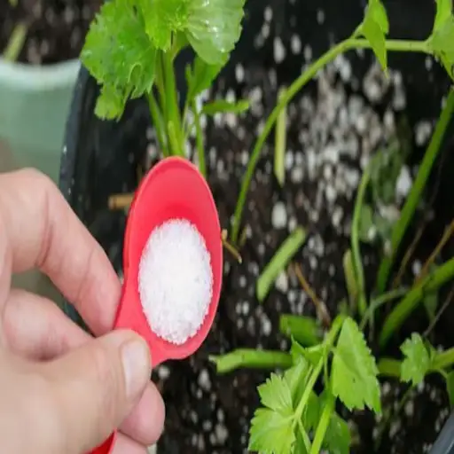 Discover the Benefits of Using Epsom Salt for Your Plant Care